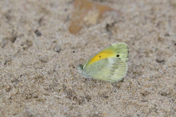 Dainty Sulphur
Summer form